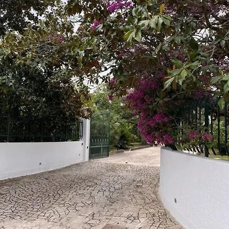 Magnolia Willa Galatina